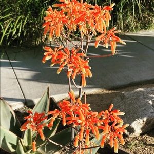 Meet your Posher, Liliana